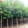 山陽縣峰發(fā)苗木種植國槐