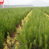 山陽縣峰發(fā)苗木種植油松