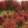 山陽縣峰發(fā)苗木種植紅葉石楠