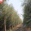 山陽縣峰發(fā)苗木種植垂柳