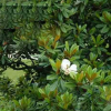 綠化工程 熱銷廣玉蘭苗 花色多 規(guī)格齊全 量大優(yōu)惠