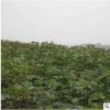 優質波姬紅無花果樹 波姬紅無花果樹批發價格 無花果基地