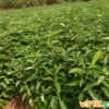 湖北香樟小苗批發，湖北樟樹小苗價格于供應