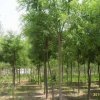 銷售平頭國槐市場