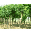 河北千頭椿千頭椿的種植方法千頭椿種基地**報價盡在沃農
