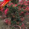 繁花季同安紅三角梅大苗 三角梅盆景 四季開花