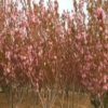 櫻花