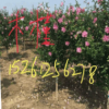 木槿