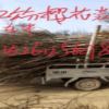櫻花