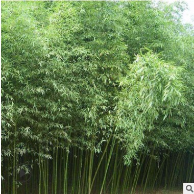 苗圃批發優質竹子 青竹 紫竹 金鑲玉竹 品種規格齊全 四季常青