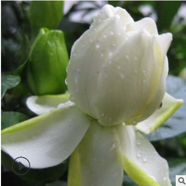 基地直銷批發梔子花苗 觀花植物綠植墻 小盆栽帶花苞觀葉植物花卉