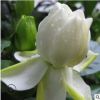 基地直銷批發梔子花苗 觀花植物綠植墻 小盆栽帶花苞觀葉植物花卉