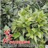批發灑金珊瑚苗 園林綠化工程綠化苗 四季常青 優質灌木苗木