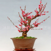 紅梅花盆栽綠梅烏梅透骨紅梅花盆栽盆景樹樁高檔梅花盆栽規(guī)格齊全