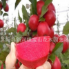 優(yōu)質品種 紅肉蘋果苗 蘋果樹苗 水果樹苗批發(fā) 盆栽地在 當年結果