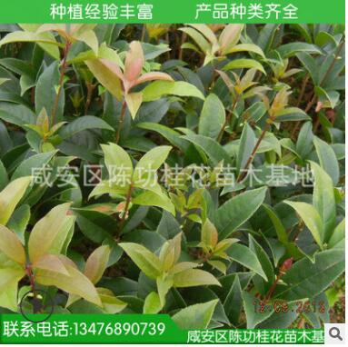 桂花樹苗批發丹桂 狀元紅 苗木 10-30cm 濃香型庭院植物自產自銷