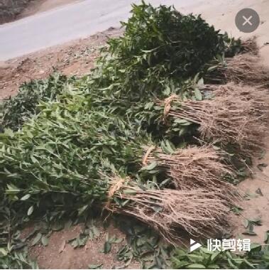 桂花樹(shù)苗批發(fā)丹桂狀元紅100-180cm濃香型庭院植物