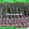 金桂小苗3公分 承接綠化工程 精品桂花苗咸寧桂花苗 桂花樹苗批發
