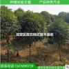 供應金桂花苗 八月丹桂 扦插桂花小苗6公分 桂花苗盆栽咸寧桂花苗