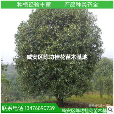 現貨供應優質大桂花樹35公分桂花大樹 八月桂花樹 咸寧桂花樹