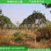 桂花樹苗批發 金桂 綠化苗木樹苗 八月桂花6公分桂花樹
