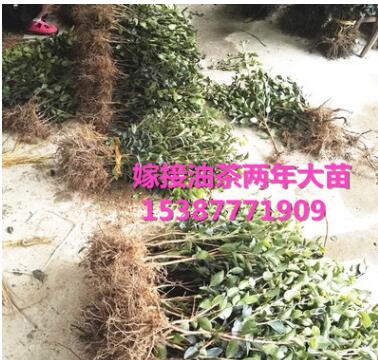 油茶苗山茶油樹苗油茶樹苗木梓苗嫁接高產(chǎn)油茶長(zhǎng)林系列康盛苗木