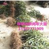 油茶苗山茶油樹苗油茶樹苗木梓苗嫁接高產油茶長林系列康盛苗木