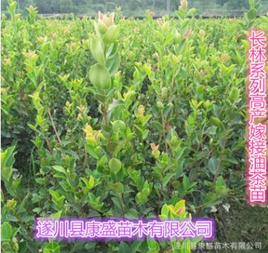 實(shí)生油茶苗嫁接油茶苗山茶油樹苗茶油苗江西高產(chǎn)油茶木子苗種子苗