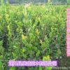 實生油茶苗嫁接油茶苗山茶油樹苗茶油苗江西高產油茶木子苗種子苗