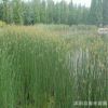 專供水生植物600萬株水蔥 睡蓮 荷花 再力花