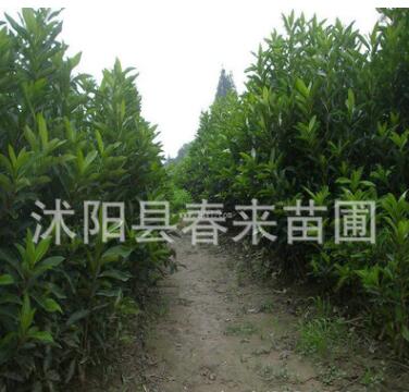 基地直銷專供500萬法國冬青珊瑚樹 規(guī)格齊全 法國冬青小苗