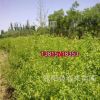 基地直銷優(yōu)質(zhì)金銀木 綠化灌木 規(guī)格齊全貨源充足