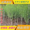 批發(fā)園林綠化工程苗木 木槿 叢生木槿 木槿價格 庭院植物當年開花