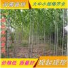 法桐苗.法國梧桐 供應(yīng)速生法桐 法國梧桐樹苗8 10 15公分粗批發(fā)