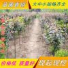 供應(yīng)綠化喬木 紫葉李小苗 速生紫葉李 規(guī)格齊全 紫葉李苗價格