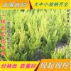 工程綠化苗 龍柏 冠20cm 高40-50cm 四季常青