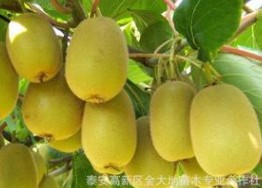 黃金果 獼猴桃苗產量高 品種齊全 多買多優惠 提供種植技術