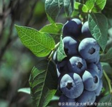 直銷芭爾德溫藍莓樹苗 兔眼系列 薄霧 優質組培藍莓苗 帶土發貨