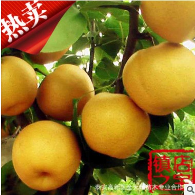 山東現代農業圓黃梨樹苗低價出售質量好品種齊全