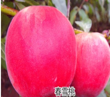 仲秋蟠桃樹苗品種多 價格便宜 高產無病害 批發服務好