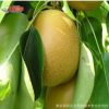 水晶梨樹苗 科學管理 優質批發采購 種植管理