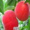 中華壽桃樹苗 誠信苗木 廠家直銷 如何種植