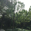 成都地區供應香樟