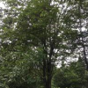 成都地區供應馬溜光