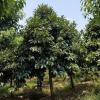 苦丁茶 8-13公分苦丁茶 大葉冬青 浙江苦丁茶