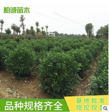 批發色塊小苗 大葉梔子小苗球 色塊綠化 工程苗木 庭院綠化