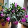 室內多肉植物 蟹爪蘭盆栽 當年開花 蟹爪蓮帶花苞