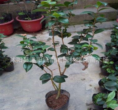 批發盆栽茶花苗 茶花盆栽 茶花大苗