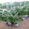 蘭花批發 高檔花卉 墨蘭企黑 室內空氣凈化植物盆栽觀賞植物
