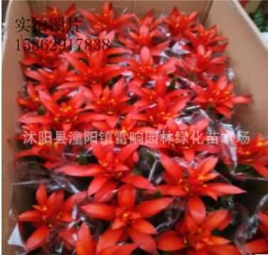高檔鴻運當(dāng)頭盆栽鳳梨 鴻運當(dāng)頭花卉植物